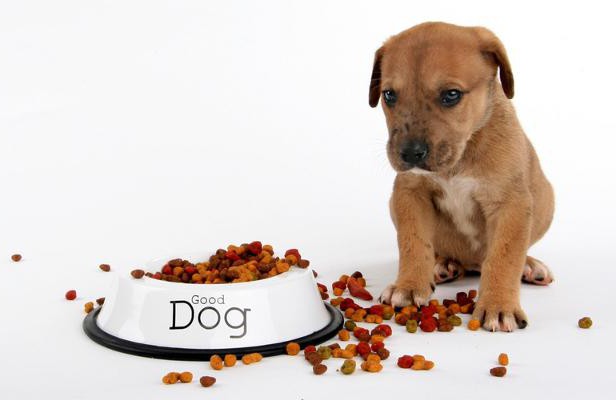 Belcando mat til hunder: nyttige egenskaper, pris, eier vurderinger