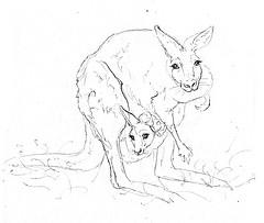 hvordan tegne en kenguru